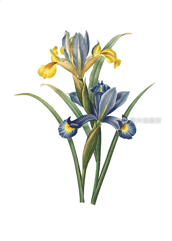 西班牙鸢尾| Redoute花卉插图